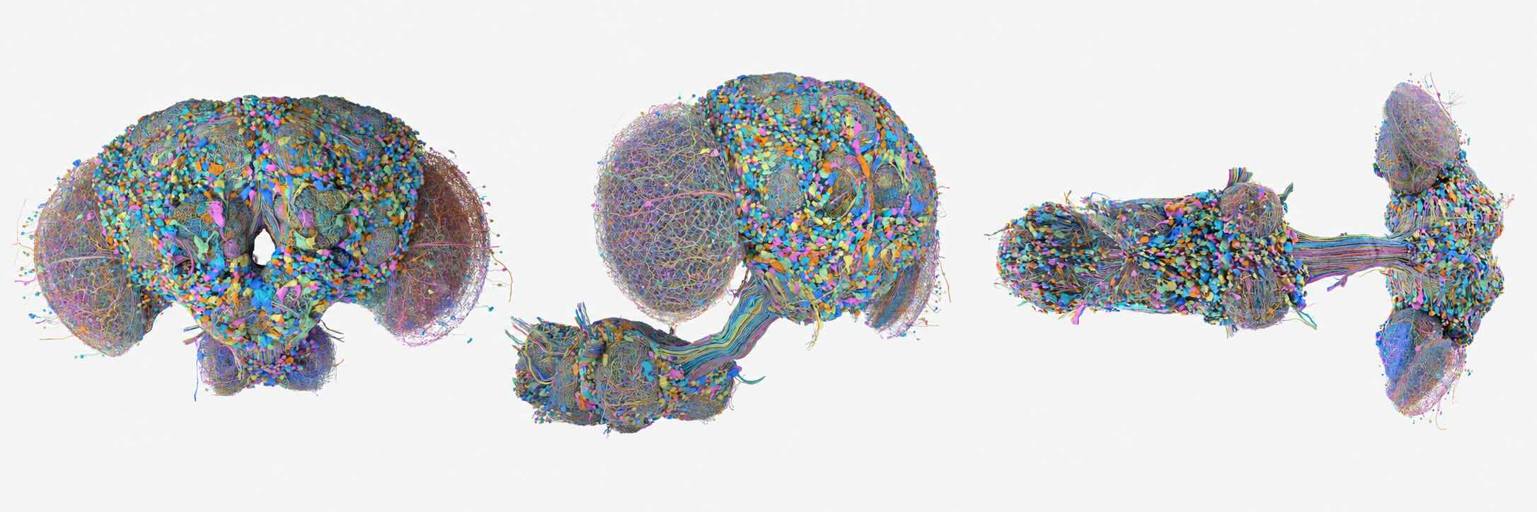 Three views of a colour-coded reconstruction of the adult Drosophila central nervous system